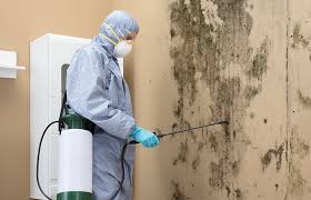 Mold Odor Removal Services in Harrison, NY